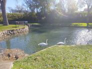 Swans at Minnieska Park pond
